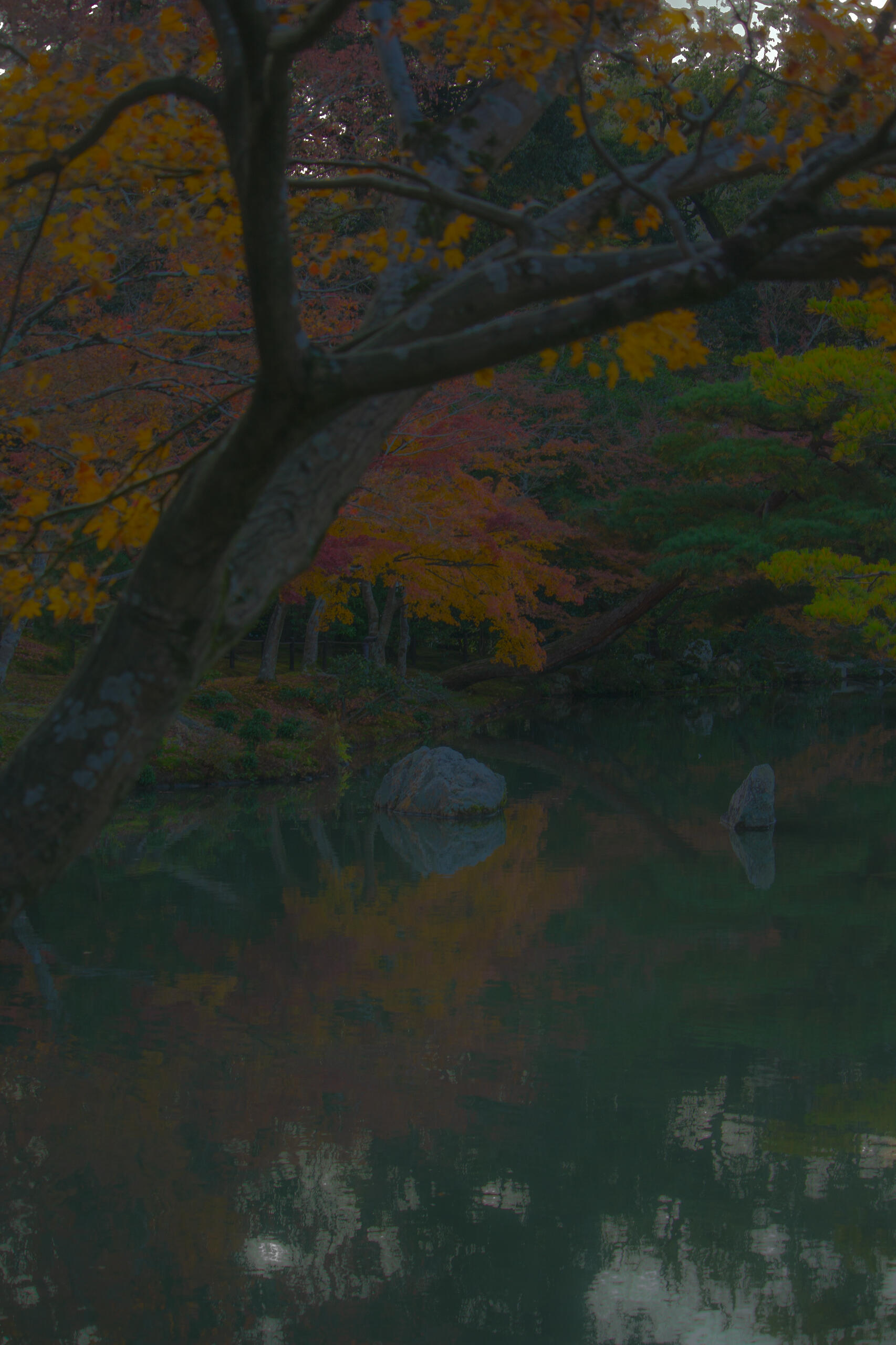 kyoto pond kyoto pond